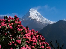 Trekking-Touren, Trekking- und Wanderreisen, Nepal: Bltenpracht